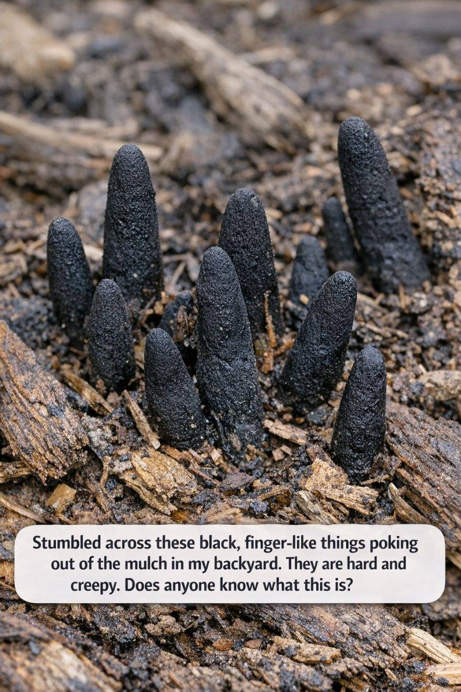 Those Creepy Black “Fingers” in Mulch Usually Mean One Specific Thing